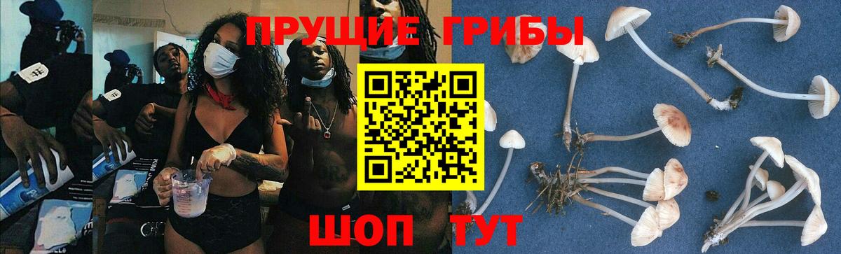 Галлюциногенные грибы Psilocybe Пыть-Ях